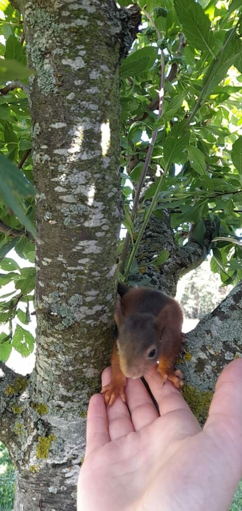 Eichhörnchen am Baumstamm und zum Teil auf einer Hand