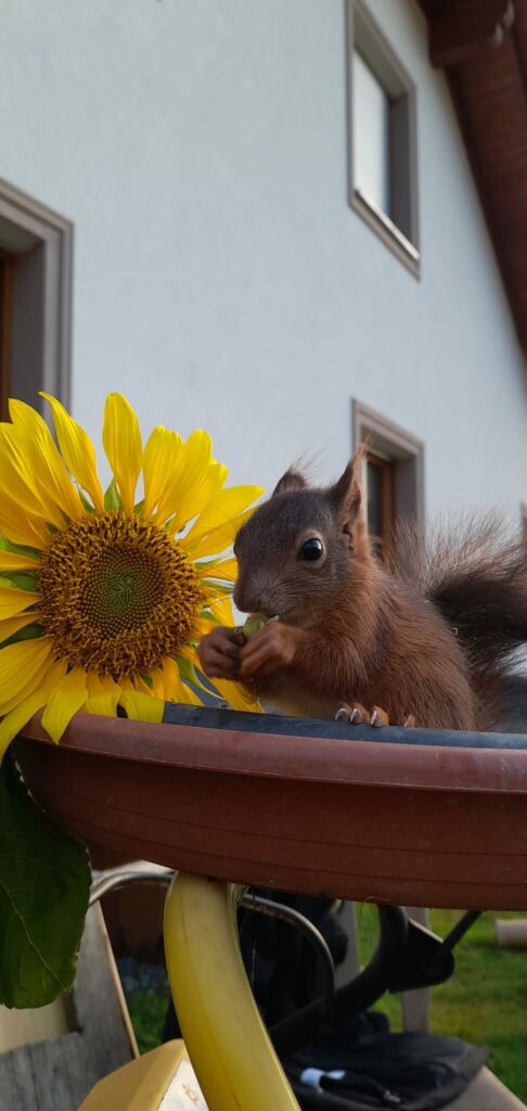 Eichhörnchen vor einer Sonnenblume