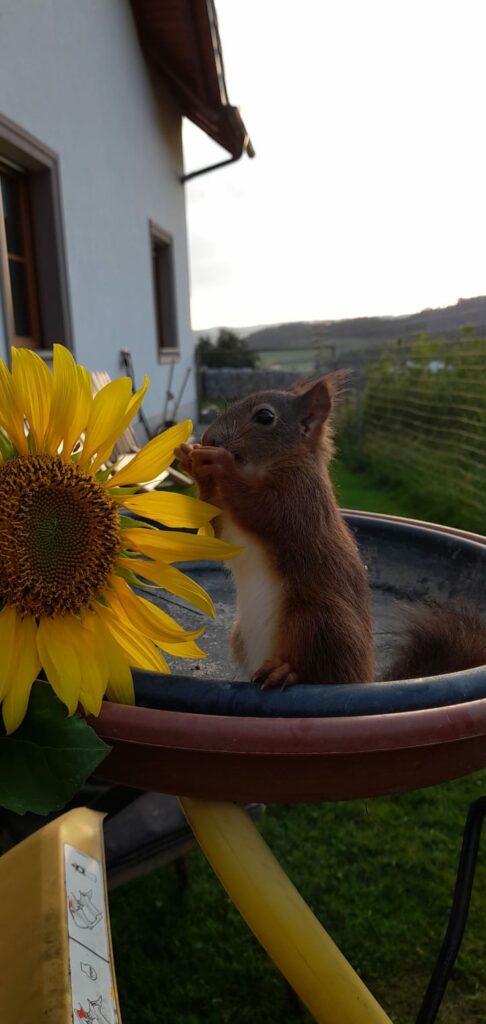 Eichhörnchen schnuppert an einer Sonnenblume
