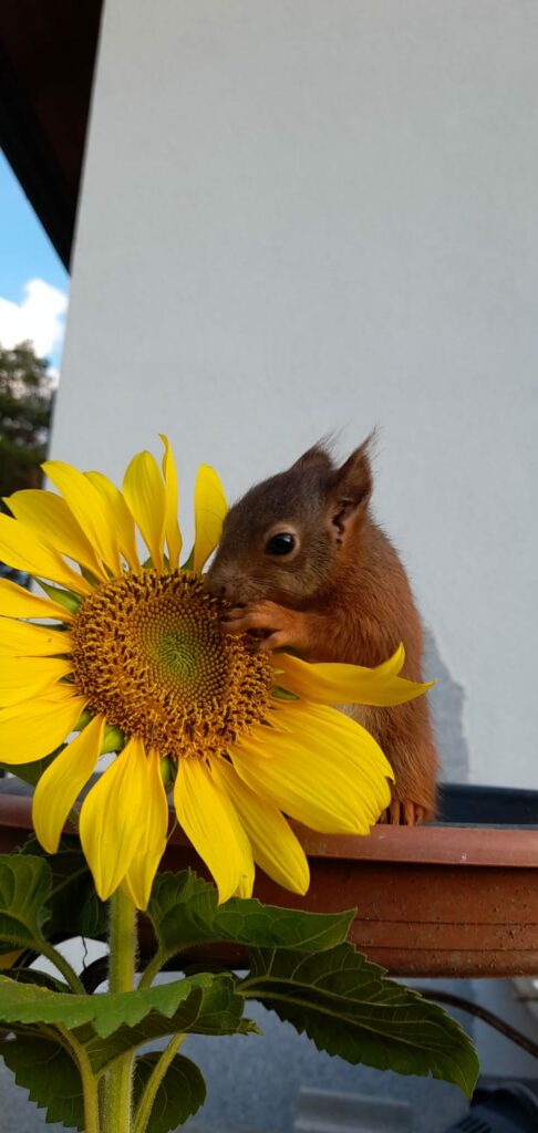 Eichhörnchen schnuppert an einer Sonnenblume