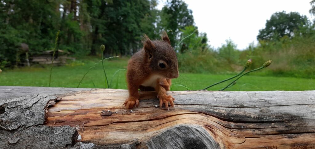 Eichhörnchen am Baumstamm
