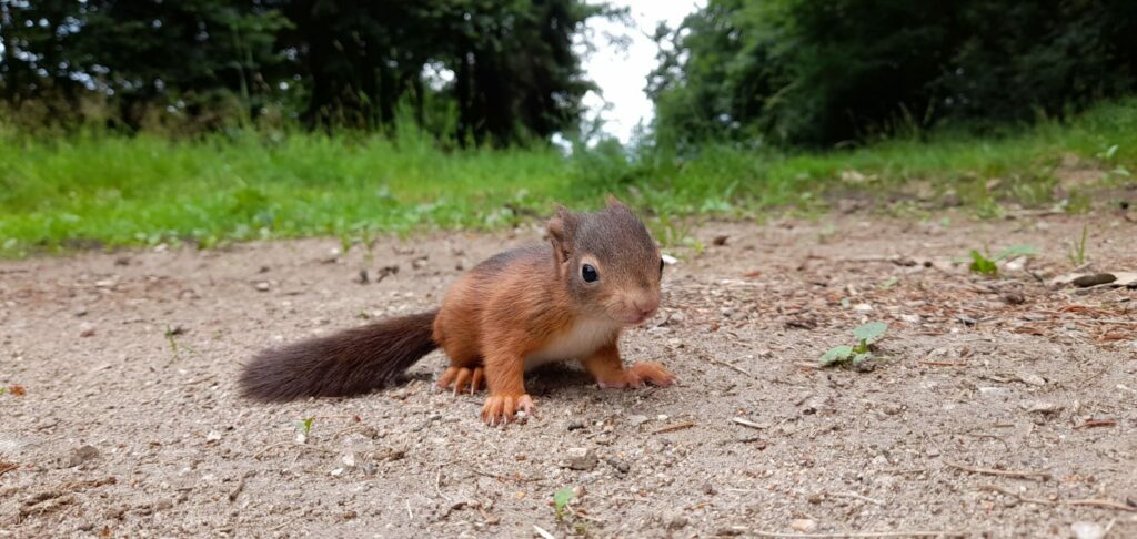 Eichhörnchen Sitzend am Boden