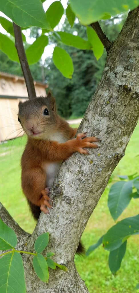 Eichhörnchen am Baum