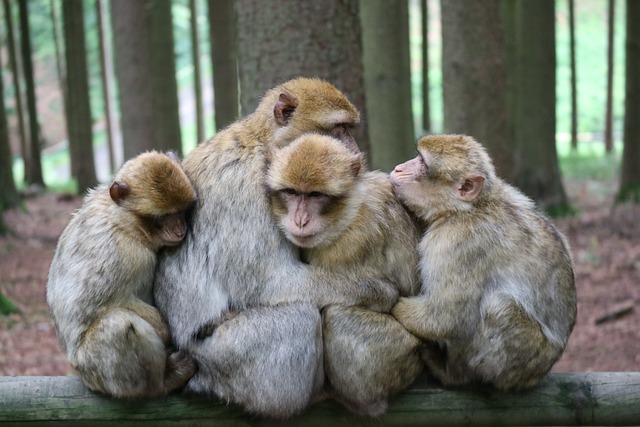 ape-2661581_640-1