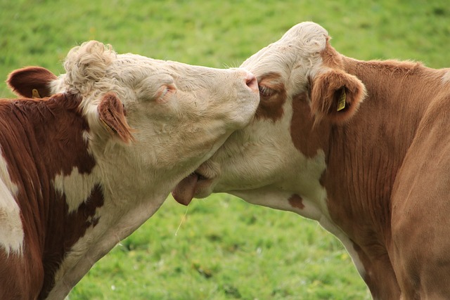 cattle-5693737_640-1
