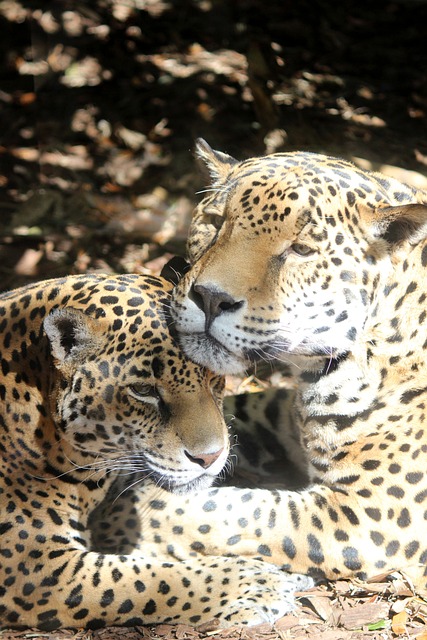 jaguar-663628_640-1