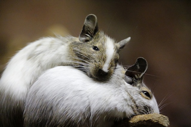 mice-4449905_640-1